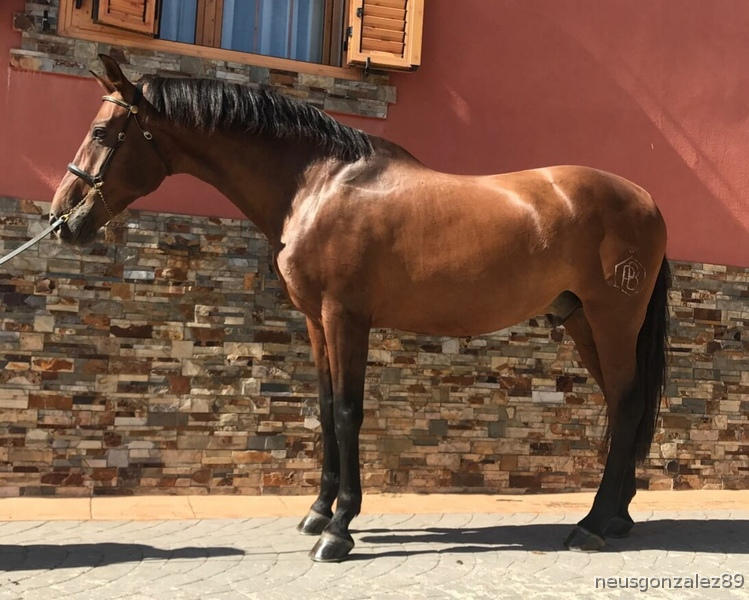 Venta de caballo PRE in 