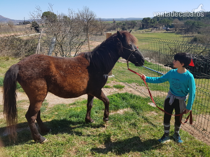 Yegua/pony asturcona 1.30 in 