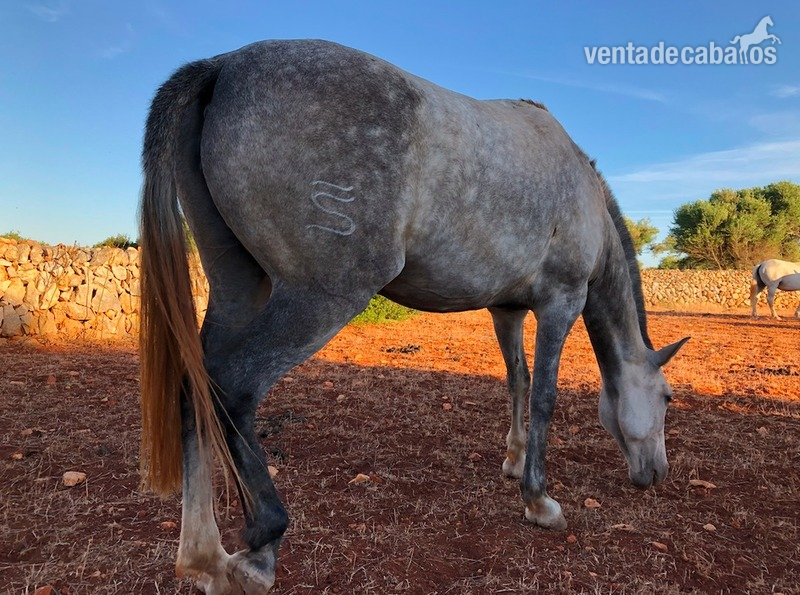 Lusitano