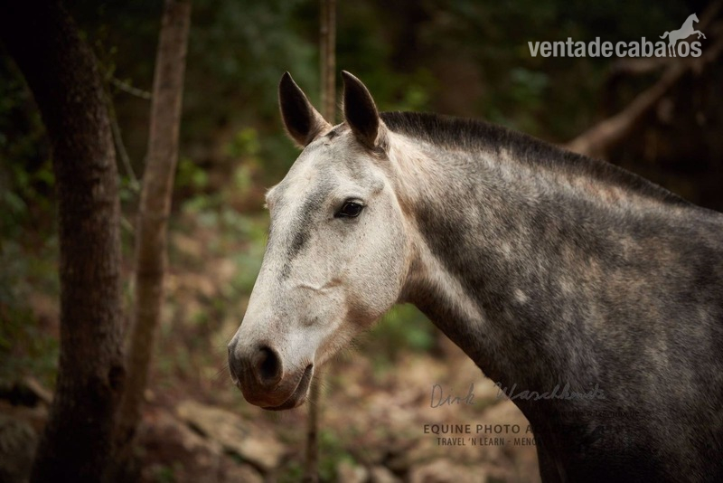 Lusitano {TYPE}