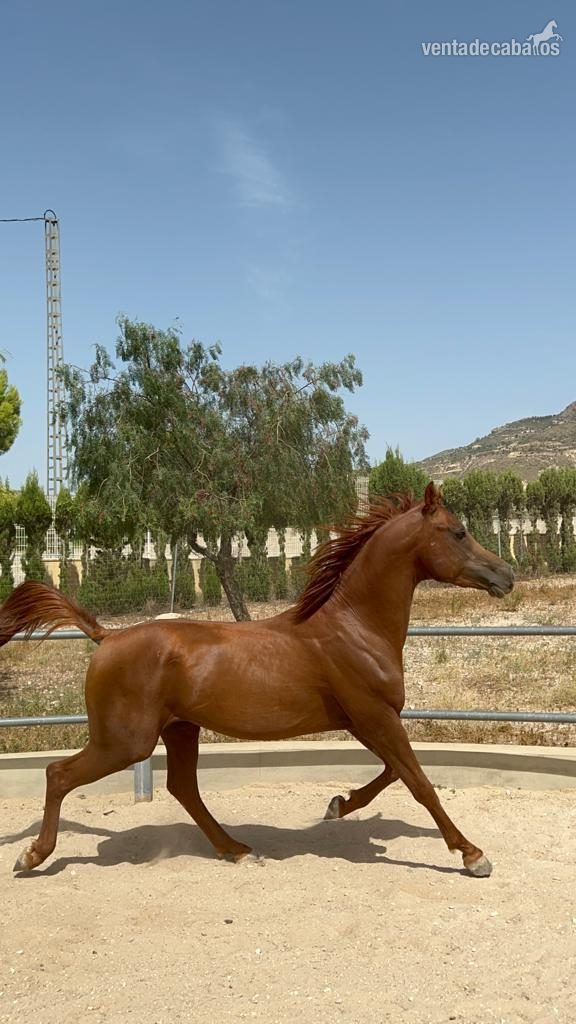 POTRO PURA RAZA ÁRABE - Caballos Árabes EMPTY