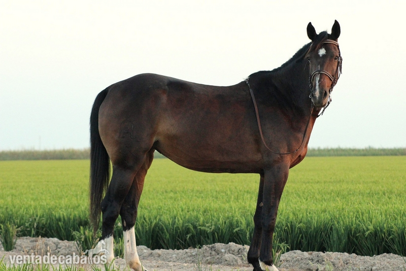 Caballo de Deporte Español (CDE)