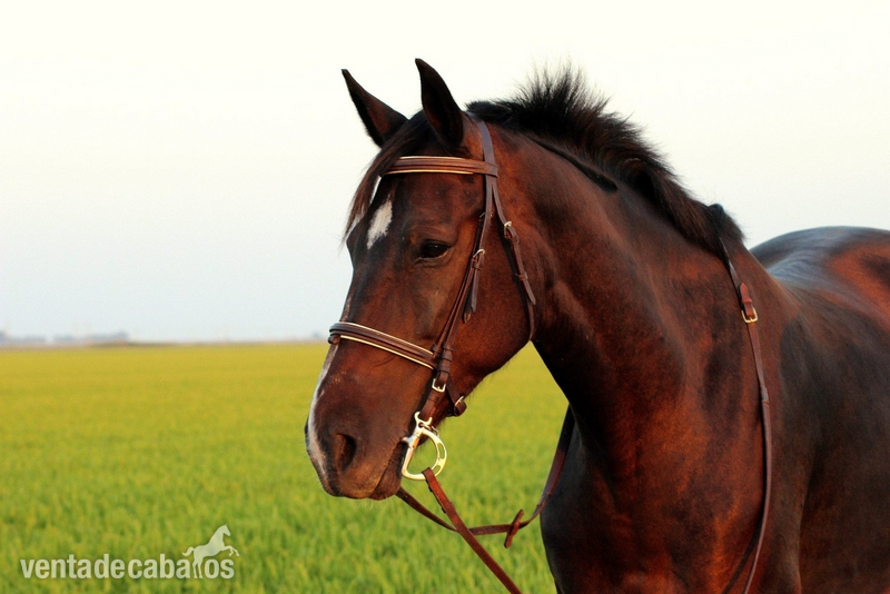 Caballo de Deporte Español (CDE) {TYPE}
