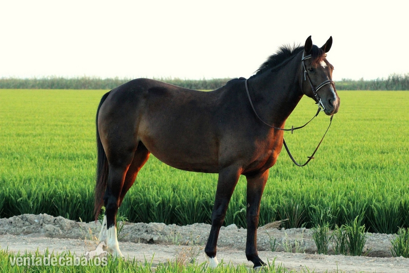ESTUPENDA YEGUA CDE DOMADA MUY MANSA - Yeguas Caballo de Deporte Español (CDE)