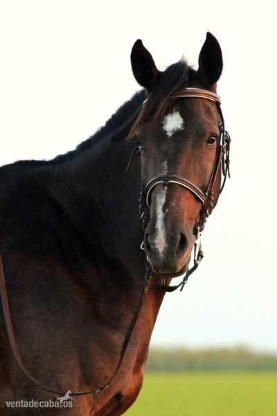ESTUPENDA YEGUA CDE DOMADA MUY MANSA - Caballo de Deporte Español (CDE)