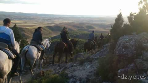 Anglo árabe para disfrutar - Caballos Capados
