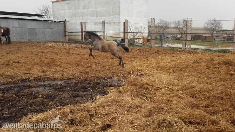 Caballos Pura Raza Española (P.R.E.) Pura Raza Española - potro pre bayo 