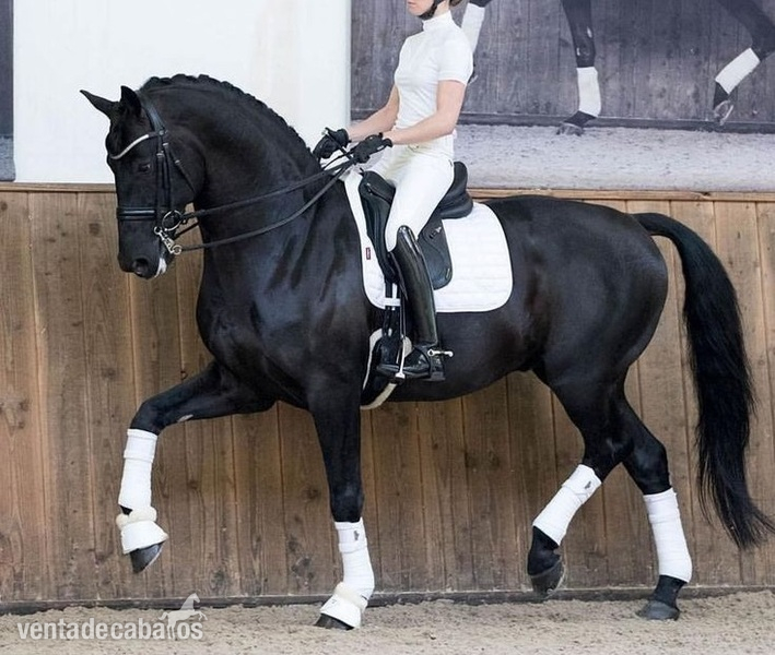 Caballos Capados Hannoveriano - Castrado negro todoterreno súper encantador