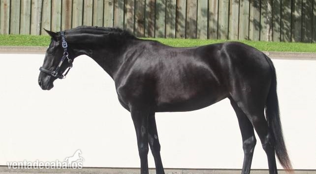 Castrado negro todoterreno súper encantador - Caballos Capados Hannoveriano