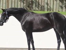 Castrado negro todoterreno súper encantador