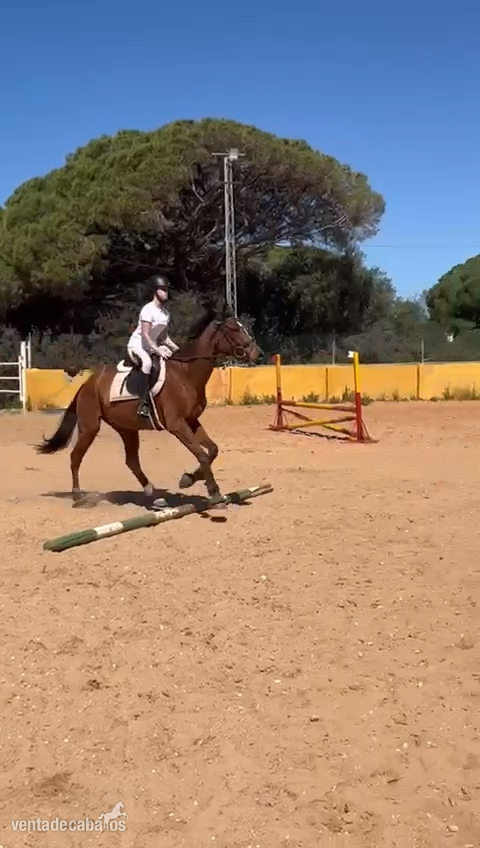 Caballo P.S.I 9 años excelente con niños in 