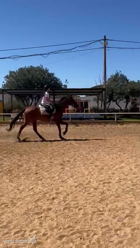 Caballos Capados Pura Sangre Inglés - Caballo P.S.I 9 años excelente con niños