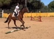Caballo P.S.I 9 años excelente con niños