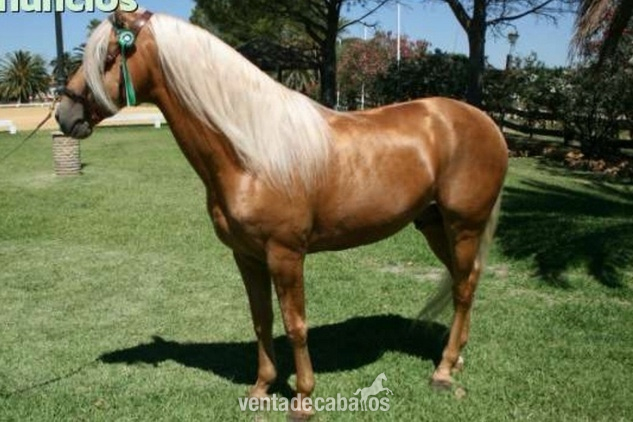 LUSITANO ECONOMICO PRECIOSO in 