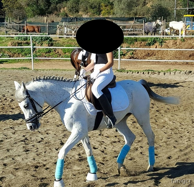 Yegua PRA de 6 años in 