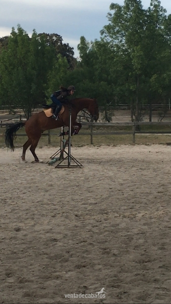 Caballo de Deporte Español (CDE)
