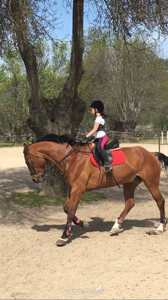 Caballo de Deporte Español (CDE) {TYPE}
