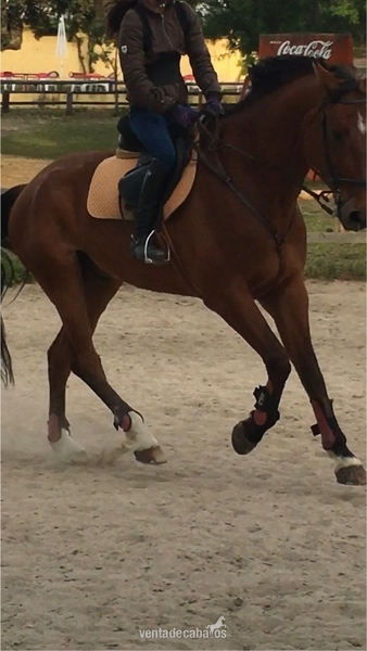 Caballos Capados Caballo de Deporte Español (CDE) - CABALLO DE SALTO (CENTAUER Z X GRANNUS)