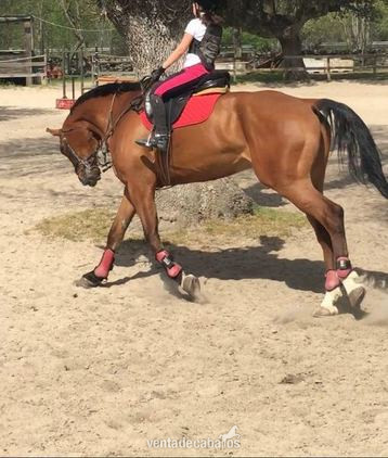 CABALLO DE SALTO (CENTAUER Z X GRANNUS) in 
