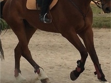 CABALLO DE SALTO (CENTAUER Z X GRANNUS)