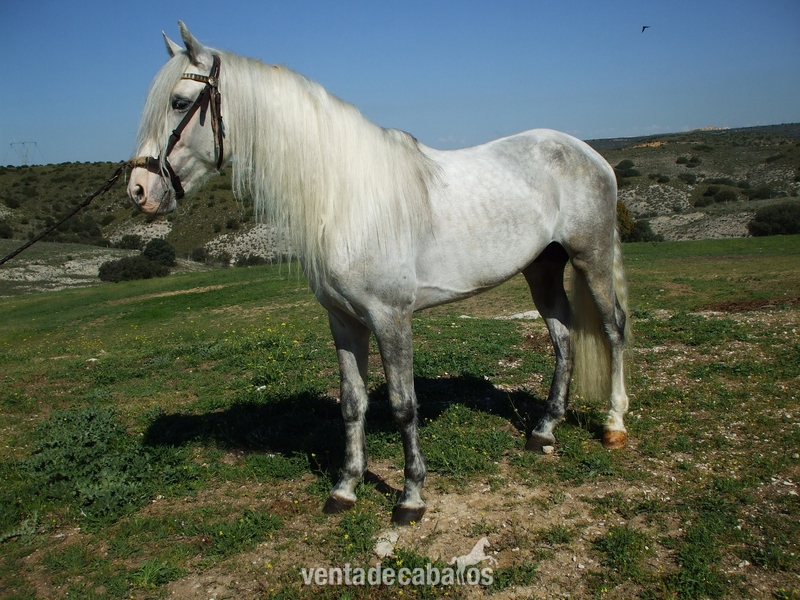 CABALLO P.R.E. GRAN ALZADA in 