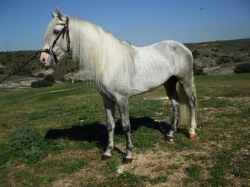CABALLO P.R.E. GRAN ALZADA
