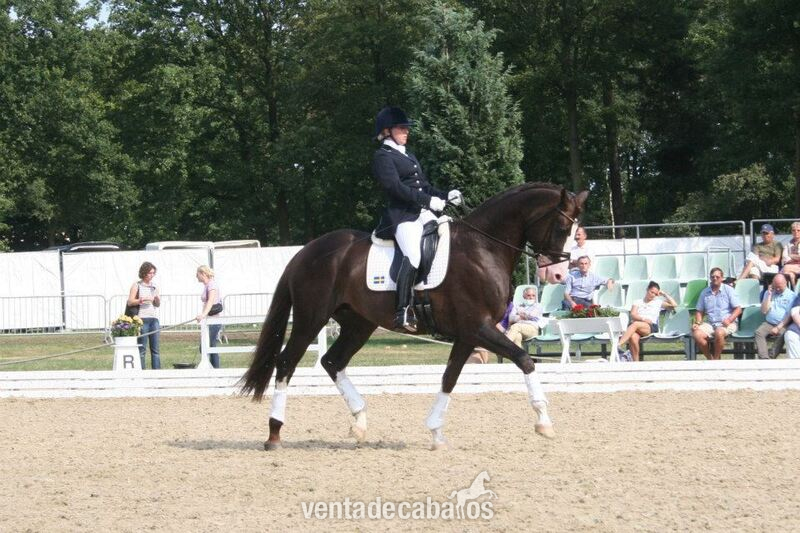 Top train castrado con mucho potencial para los niveles superiores. in 