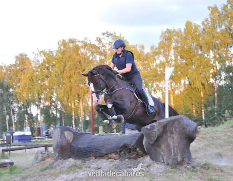 Irish Sport Horse