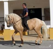 espectacular caballo perla in 