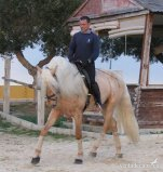 Lusitano