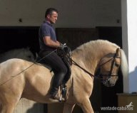 Lusitano {TYPE}