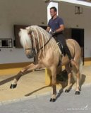 Caballos Enteros Lusitano - espectacular caballo perla