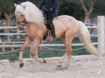 espectacular caballo perla - Caballos Enteros Lusitano