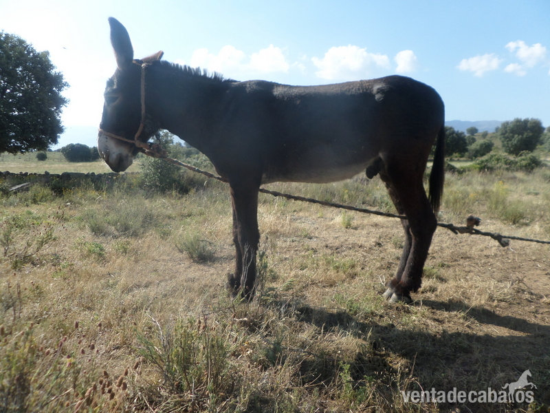 burro leones semental in 