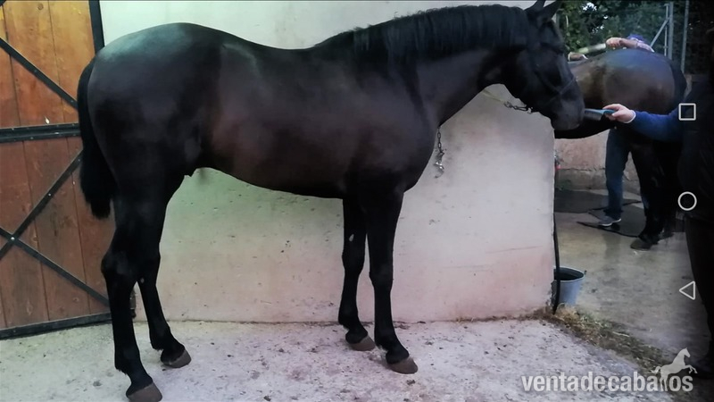 En venta potro PRE in 