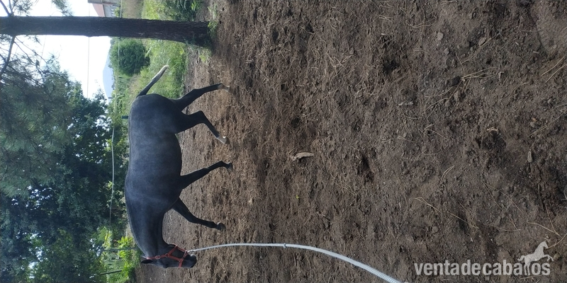 Caballo Hispano Árabe Hispano árabe - Potra hispano árabe