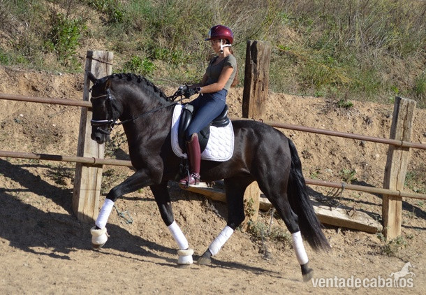 Espectacular potro Pura Raza Español de capa negrapotro entero nacido en 2021, con una alzada actual de 164 cm. Este ejemplar destaca por sus elegantes movimientos y su gran potencial para la Doma Clásica, ideal para los amantes de los caballos que busc in 