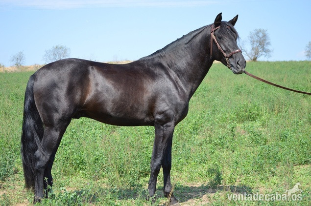 Caballos Pura Raza Española (P.R.E.) EMPTY - Espectacular potro Pura Raza Español de capa negrapotro entero nacido en 2021, con una alzada actual de 164 cm. Este ejemplar destaca por sus elegantes movimientos y su gran potencial para la Doma Clásica, ideal para los amantes de los caballos que busc