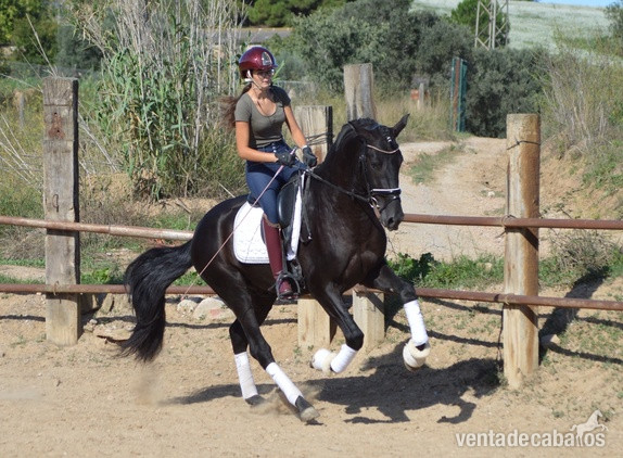 Espectacular potro Pura Raza Español de capa negrapotro entero nacido en 2021, con una alzada actual de 164 cm. Este ejemplar destaca por sus elegantes movimientos y su gran potencial para la Doma Clásica, ideal para los amantes de los caballos que busc - Caballos Pura Raza Española (P.R.E.) EMPTY