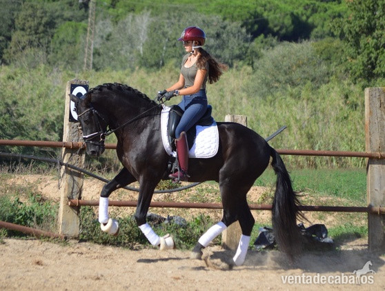 Espectacular potro Pura Raza Español de capa negrapotro entero nacido en 2021, con una alzada actual de 164 cm. Este ejemplar destaca por sus elegantes movimientos y su gran potencial para la Doma Clásica, ideal para los amantes de los caballos que busc - EMPTY