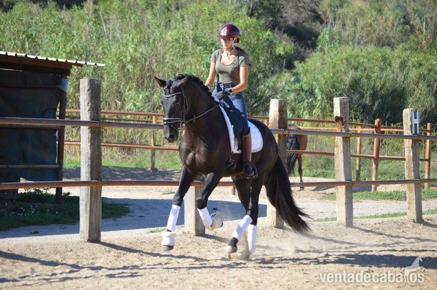 Espectacular potro Pura Raza Español de capa negrapotro entero nacido en 2021, con una alzada actual de 164 cm. Este ejemplar destaca por sus elegantes movimientos y su gran potencial para la Doma Clásica, ideal para los amantes de los caballos que busc - Caballos Pura Raza Española (P.R.E.)