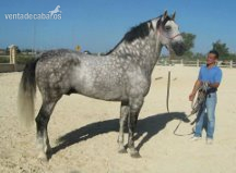 CABALLO MUY MUY BARROCO in 