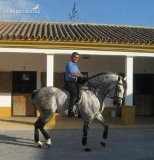 Caballos Pura Raza Española (P.R.E.) Pura Raza Española - CABALLO MUY MUY BARROCO