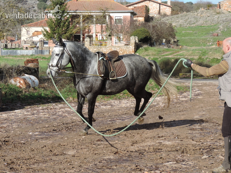 Caballo de Deporte Español (CDE)