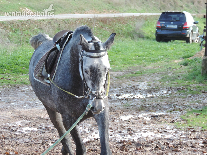 Caballo de Deporte Español (CDE) {TYPE}