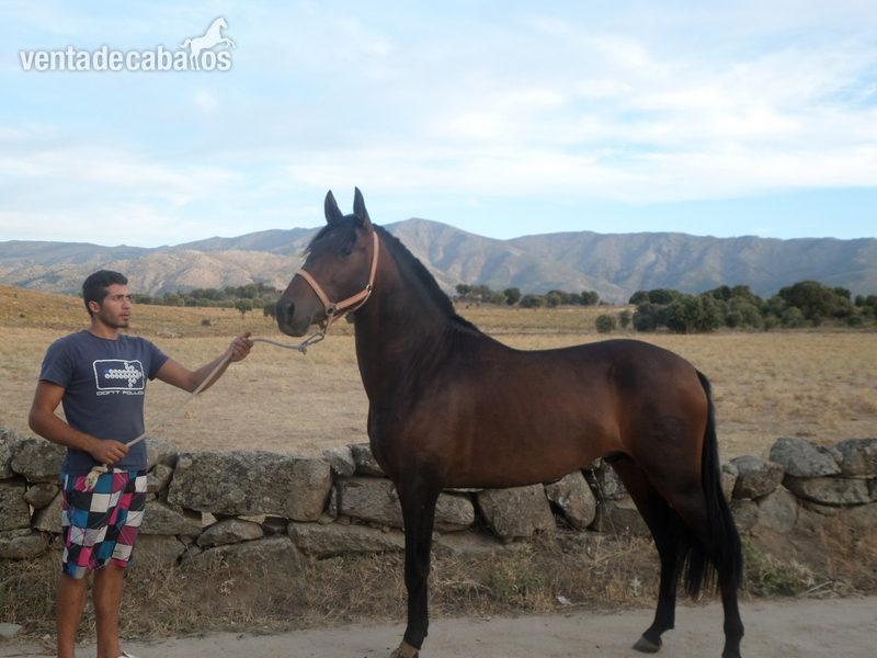 caballo castaño lusitano in 
