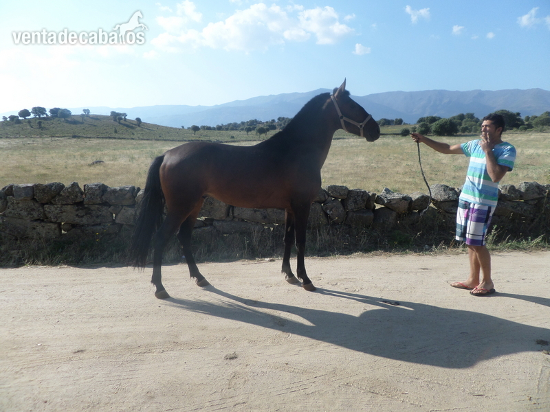 Lusitano