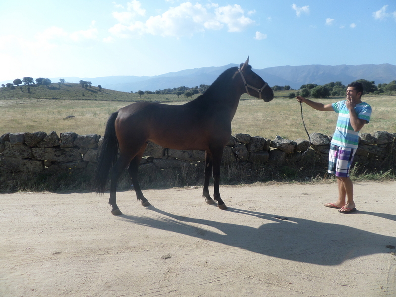 Lusitano