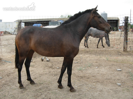 Potra castaño morcillo in 