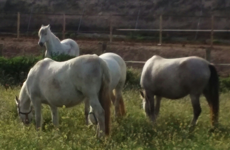 Andaluz